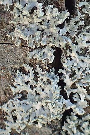 Physcia tenella \  Schwielenflechte / Rosette Lichen, D &Uuml;bach-Palenberg 23.5.2018