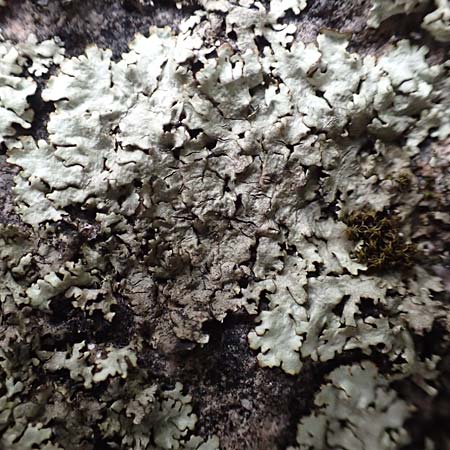 Parmelia saxatilis \ Felsen-Schl�sselflechte / Shield Lichen, D Dossenheim 28.9.2018