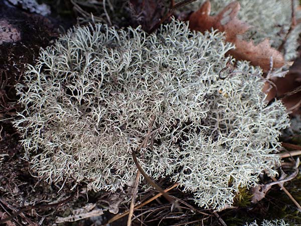Cladonia rangiferina \ Rentier-Flechte / Reindeer Lichen, D Bad Kreuznach 20.4.2021