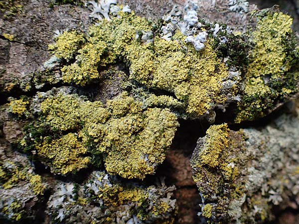 Candelariella reflexa \ Gr�ne K�rnchenflechte / Eggyolk Lichen, D D&uuml;sseldorf 11.3.2022