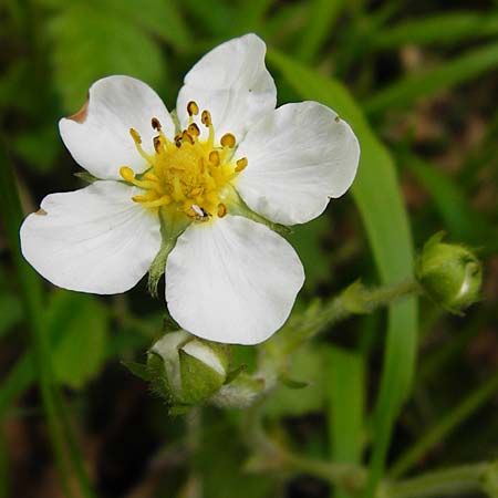 Fragaria moschata \ Zimt-Erdbeere / Hautbois Strawberry, D Odenwald, Reichelsheim 2.5.2015