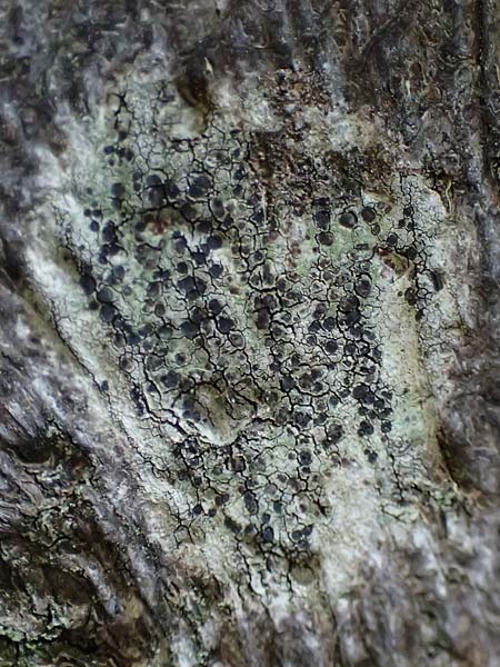Amandinea punctata \ Punkt-Scheibchenflechte / Tiny Button Lichen, D Bochum 9.8.2021