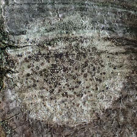 Amandinea punctata \ Punkt-Scheibchenflechte / Tiny Button Lichen, D Bochum 9.8.2021