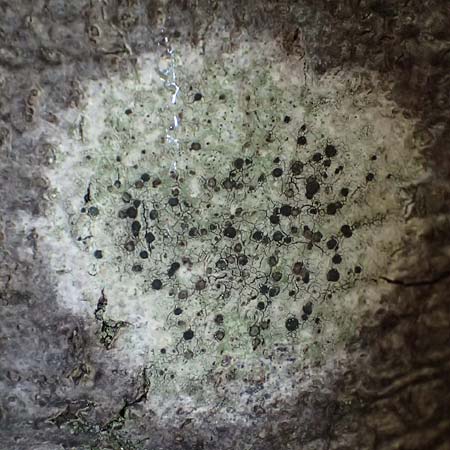 Amandinea punctata \ Punkt-Scheibchenflechte / Tiny Button Lichen, D Bochum 9.8.2021