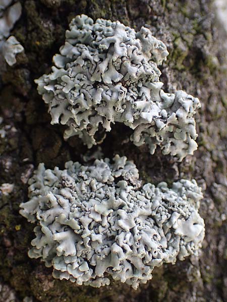 Hypogymnia physodes \ Lippen-Schl�sselflechte / Tube Lichen, D Bochum 9.8.2021