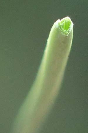 Festuca ovina agg. \ Schaf-Schwingel / Sheep Fescue, D Mannheim 17.9.2017