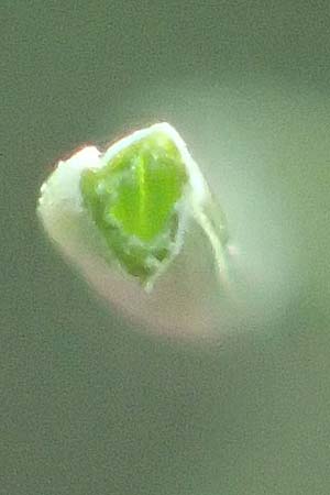 Festuca ovina agg. \ Schaf-Schwingel / Sheep Fescue, D Mannheim 17.9.2017