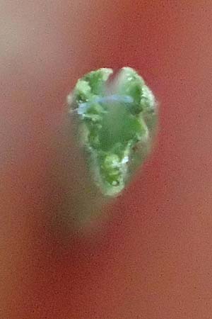 Festuca ovina subsp. ovina \ Schaf-Schwingel / Sheep Fescue, D Neuburgweier 5.6.2018