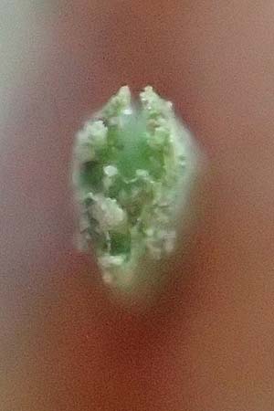 Festuca ovina subsp. ovina \ Schaf-Schwingel / Sheep Fescue, D Neuburgweier 5.6.2018