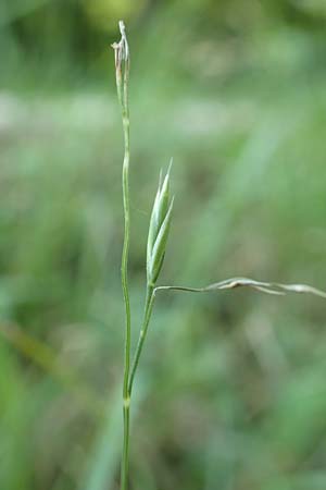 Festuca ovina subsp. ovina \ Schaf-Schwingel / Sheep Fescue, D Neuburgweier 5.6.2018
