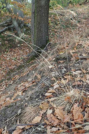 Festuca ovina agg. \ Schaf-Schwingel / Sheep Fescue, D Alsbach 27.10.2018