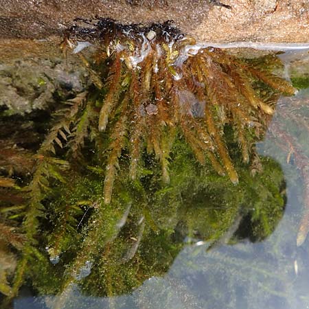 Fontinalis antipyretica \ Brunnen-Moos / Willow Moss, Antifever Fontinalis Moss, D Trippstadt 23.4.2022