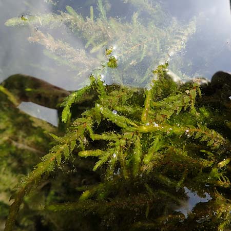 Fontinalis antipyretica \ Brunnen-Moos / Willow Moss, Antifever Fontinalis Moss, D Trippstadt 23.4.2022