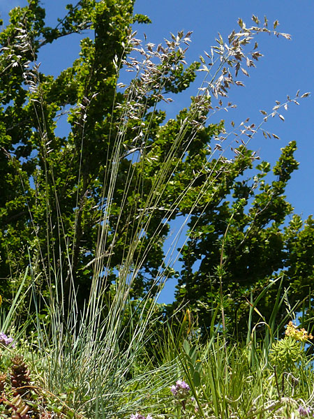 Festuca pallens \ Bleicher Schwingel, Bleich-Schwingel / Pale Fescue, D Fridingen 3.6.2015