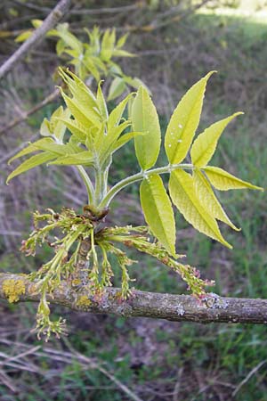 Fraxinus pennsylvanica, Green Ash