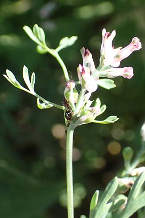 Fumaria parviflora \ Kleinbl�tiger Erdrauch / Fine-Leaved Fumitory, D Hochheim am Main 26.5.2017