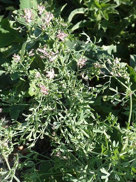 Fumaria parviflora \ Kleinbl�tiger Erdrauch / Fine-Leaved Fumitory, D Hochheim am Main 26.5.2017