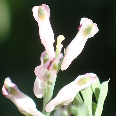 Fumaria parviflora \ Kleinbl�tiger Erdrauch / Fine-Leaved Fumitory, D Hochheim am Main 26.5.2017