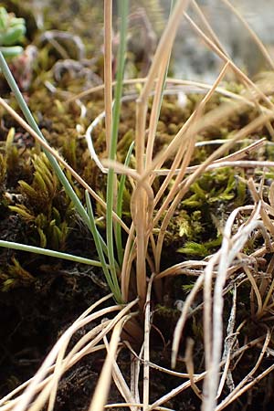 Festuca pallens \ Bleicher Schwingel, Bleich-Schwingel / Pale Fescue, D Istein 22.7.2017