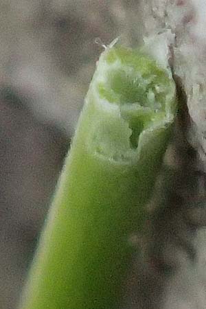 Festuca pallens \ Bleicher Schwingel, Bleich-Schwingel / Pale Fescue, D Istein 22.7.2017