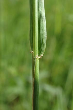 Festuca pratensis \ Wiesen-Schwingel / Meadow Fescue, D Eberbach 11.5.2018