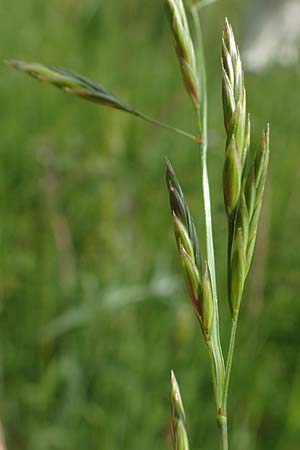 Festuca pratensis \ Wiesen-Schwingel / Meadow Fescue, D Eberbach 11.5.2018