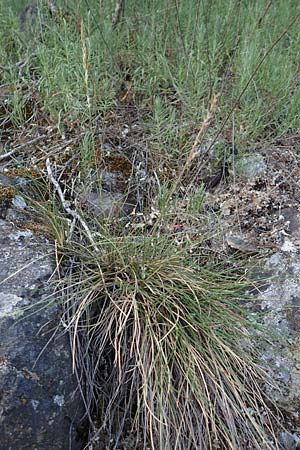 Festuca pallens \ Bleicher Schwingel, Bleich-Schwingel / Pale Fescue, D Winnweiler 30.5.2018