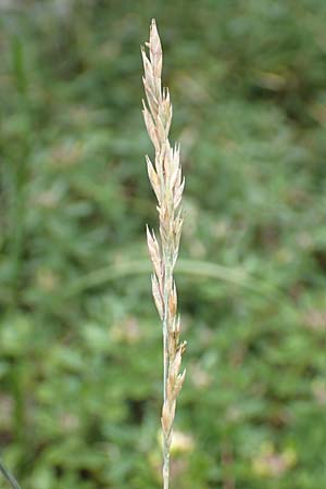 Festuca pallens \ Bleicher Schwingel, Bleich-Schwingel / Pale Fescue, D Fridingen 26.6.2018