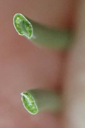 Festuca pallens \ Bleicher Schwingel, Bleich-Schwingel / Pale Fescue, D Fridingen 26.6.2018