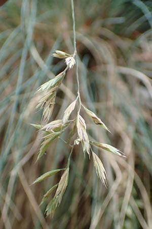 Festuca pallens \ Bleicher Schwingel, Bleich-Schwingel / Pale Fescue, D Beuron 26.6.2018