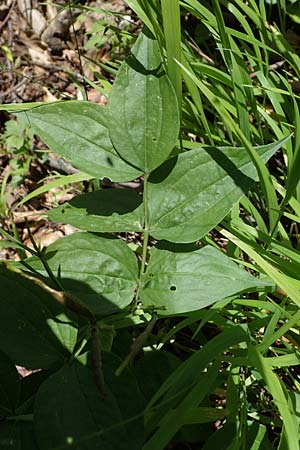 Lathyrus vernus \ Fr�hlings-Platterbse / Spring Pea, D Oberlaudenbach 31.5.2021