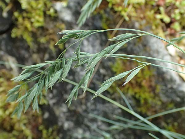 Festuca pallens \ Bleicher Schwingel, Bleich-Schwingel / Pale Fescue, D Botan. Gar.  Universit.  Ulm 26.5.2025