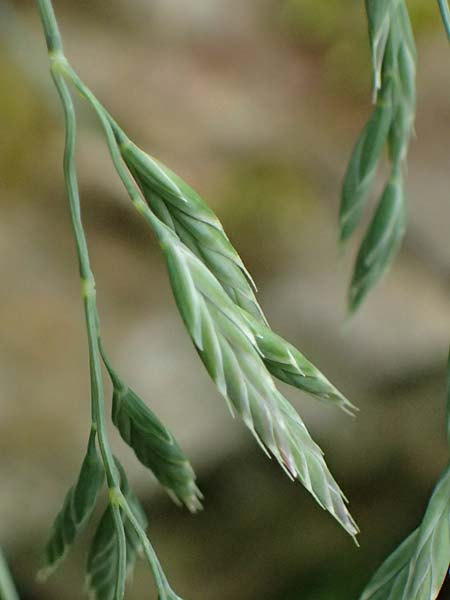 Festuca pallens \ Bleicher Schwingel, Bleich-Schwingel / Pale Fescue, D Botan. Gar.  Universit.  Ulm 26.5.2025