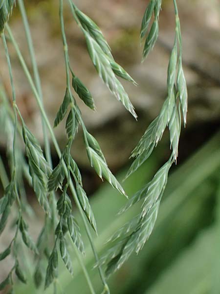 Festuca pallens \ Bleicher Schwingel, Bleich-Schwingel / Pale Fescue, D Botan. Gar.  Universit.  Ulm 26.5.2025