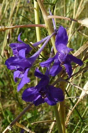 Delphinium consolida subsp. consolida \ Feld-Rittersporn / Forking Larkspur, D M&uuml;hlacker-Gro&szlig;glattbach 6.7.2015