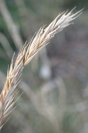 Festuca rhenana \ Rheinischer Schwingel / Rhenish Fescue, D Winnweiler 30.5.2018