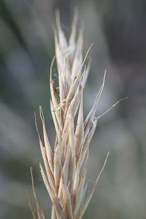 Festuca rhenana \ Rheinischer Schwingel / Rhenish Fescue, D Winnweiler 30.5.2018