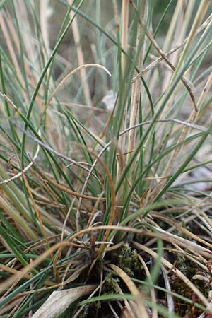 Festuca rhenana \ Rheinischer Schwingel / Rhenish Fescue, D Winnweiler 30.5.2018