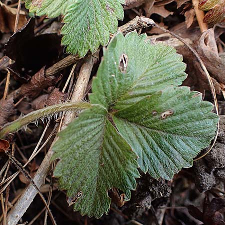 Fragaria iinumae x vesca \ Erdbeere 'Fontaine' / 'Fontaine' Strawberry, D Hagen 12.3.2022