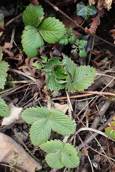 Fragaria iinumae x vesca \ Erdbeere 'Fontaine' / 'Fontaine' Strawberry, D Hagen 12.3.2022