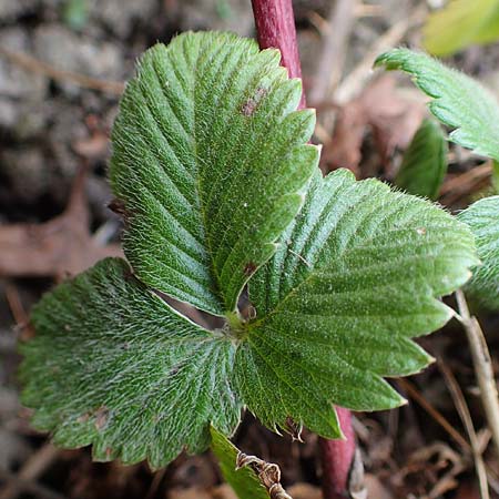 Fragaria iinumae x vesca \ Erdbeere 'Fontaine' / 'Fontaine' Strawberry, D Hagen 12.3.2022