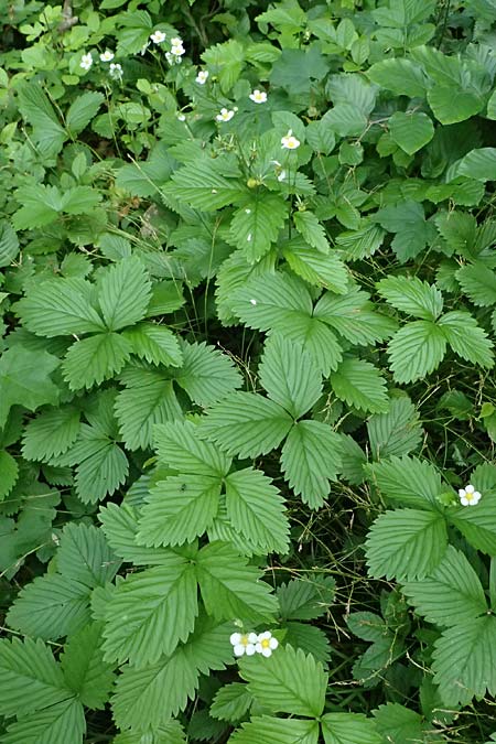 Fragaria x intermedia \ Erdbeere / Strawberry, D Eiersheim 31.5.2025