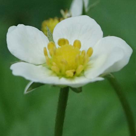 Fragaria x intermedia \ Erdbeere / Strawberry, D Eiersheim 31.5.2025