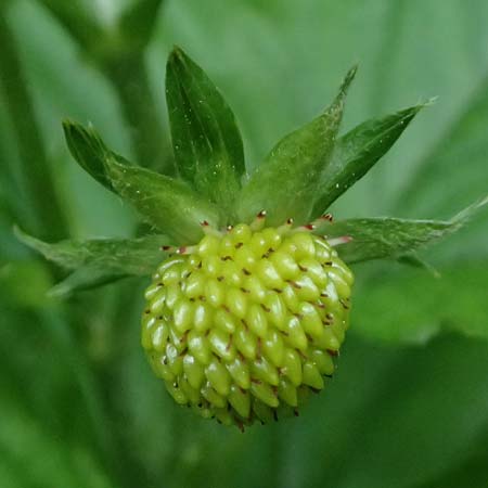 Fragaria x intermedia \ Erdbeere / Strawberry, D Eiersheim 31.5.2025