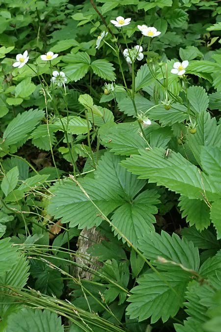 Fragaria x intermedia \ Erdbeere / Strawberry, D Eiersheim 31.5.2025