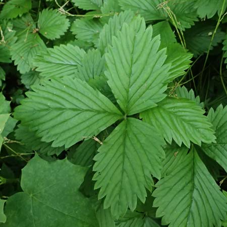 Fragaria x intermedia \ Erdbeere / Strawberry, D Eiersheim 31.5.2025