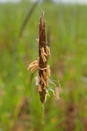 Alopecurus myosuroides \ Acker-Fuchsschwanz / Black-Grass, D Neuleiningen 15.5.2021