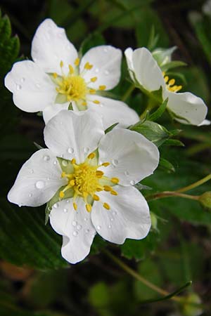 Fragaria viridis \ Knack-Erdbeere, H�gel-Erdbeere / Green Strawberry, D &Ouml;stringen-Eichelberg 30.4.2015