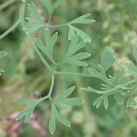 Fumaria wirtgenii \ Wirtgens Erdrauch / Wirtgen's Fumitory, D B&uuml;rstadt 30.9.2016