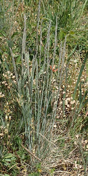 Festuca valesiaca \ Walliser Schwingel / Valais Fescue, D Gr&uuml;nstadt-Asselheim 26.4.2020